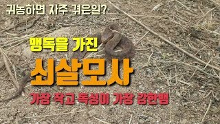 농장에서 맹독성 쇠살모사를 잡았습니다.  살모사중 가장 작지만 독성이 가장 강한 뱀(snake)이라네요 . …