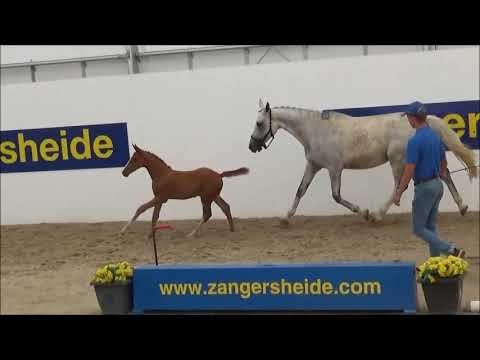 Carthino PS Z (selected for the Z auction)