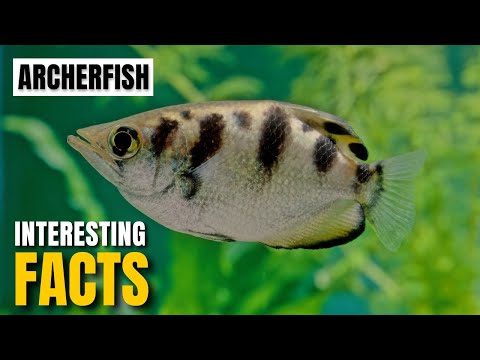Amazing facts of  Archerfish | Interesting Facts | The Beast World
