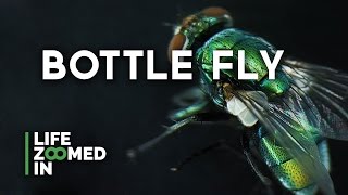 BOTTLE FLY (House Fly) under a Microscope // Surprisingly Beautiful (and hairy) // Full HD