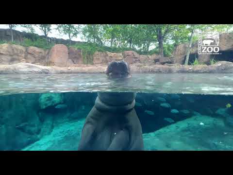 Fiona Standing Up to Eat Her Lettuce - Cincinnati Zoo