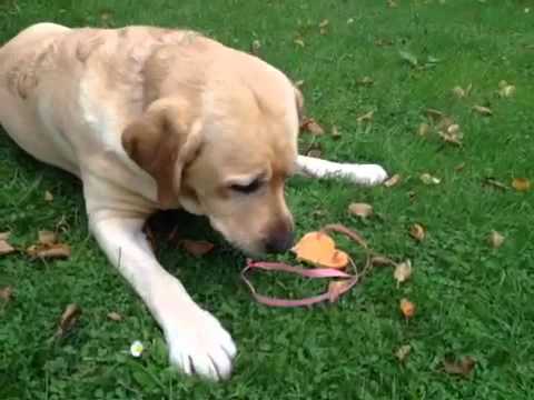 Harris und sein Wiesn-Herzerl