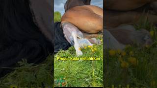 Download lagu proses kuda melahirkan #kuda #melahirkan #shorts mp3 Download lagu proses kuda melahirkan #kuda #melahirkan #shorts mp3