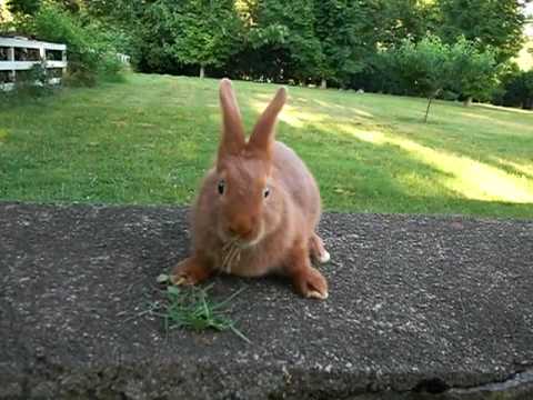 Summer - 7 Week Old Thrianta Rabbit