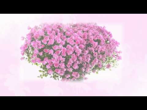 поздравления с 33 летием женщине