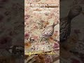 Family Familia Moments Viral Viralshorts Animals Fyp Sefeliz