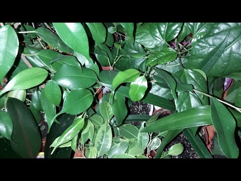 Обзор моих комнатных растений. 12.10.2018 г. Часть 1.