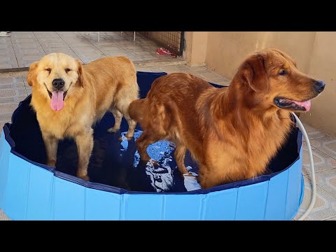 Unboxing our new swimming pool | Azra the Golden Retriever