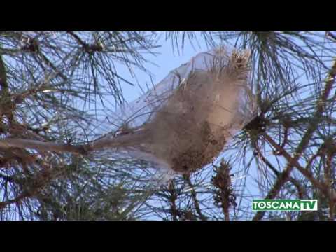 2017-03-16 FIRENZE - PROCESSIONARIA A NOVOLI  DISINFESTAZIONE