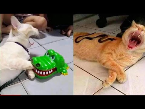 Cats Reactions On Toys- Cats Scary Funny Reactions. Funny Cute Cats. Funny Cats videos.animals scary