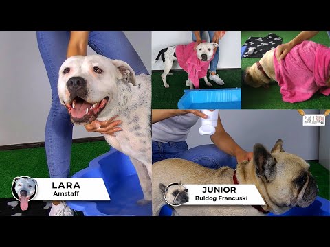 Kąpanie Lary i Juniora - Opieka nad Zwierzętami - Psio i Rudo - Petsitter Anna Kamińska