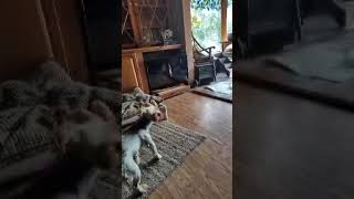 Video preview image #1 Mutt Puppy For Sale in Rootstown, OH, USA