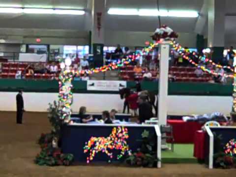 2012 Morgan Southern States Regional Show