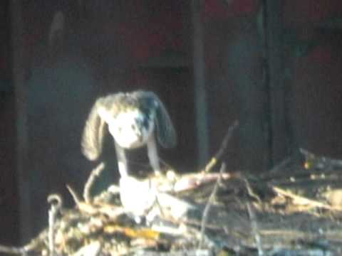 South Waterfront Osprey chick eats large fish while adult female watches:Portland, Oregon
