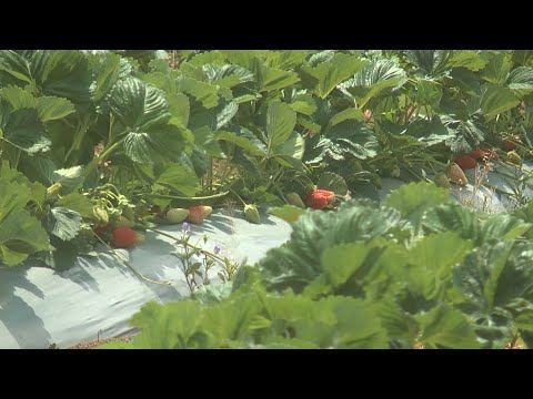 Dejan Sekulić iz Kamenara - jedan od najboljih proizvođača jagode u Rasinskom okrugu