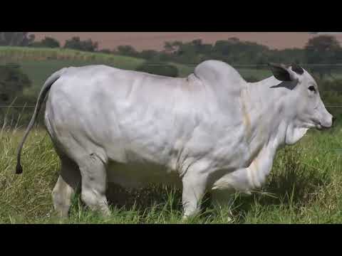 LOTE 019 - 3236 - A3236 FIV TERRA BOA - LEILÃO TOUROS TERRA BOA 2024