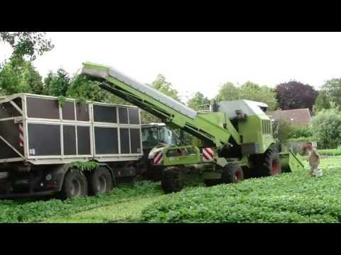 @spinazie Elema Nieuwlande 2013