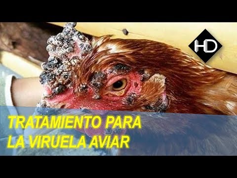 , title : '¿Como curar y Prevenir la viruela en Gallos, Gallinas y pollos?'