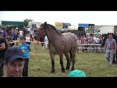 Parada cailor de la Calata, Cluj 19 August 2023 Nou!!!