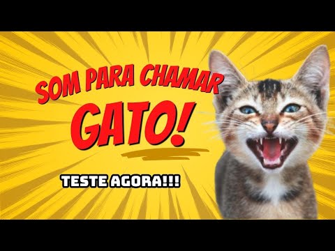 SOM PARA CHAMAR GATO (GARANTIDO!!)| GATO MIANDO
