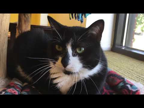 Boomer, an adoptable Domestic Short Hair in Arlington Heights, IL_image-1