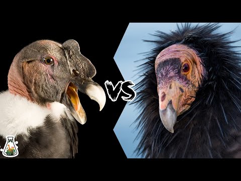Andenkondor vs. Kalifornischer Kondor – Wer ist stärker und würde im Kampf gewinnen?