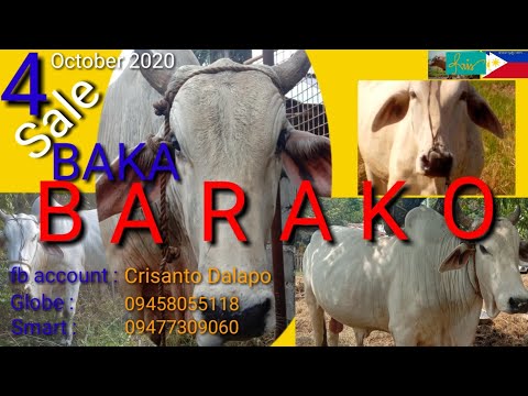 bentahan| buy and sell| baka| cow| cattle industry| animal production| pag aalaga ng hayop| meat