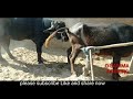 Vary Nice Buffalo Meeting Video