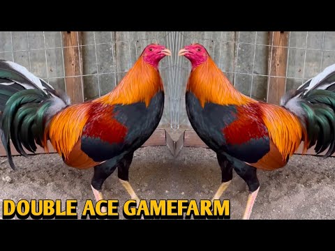 Leiper Albany Kelso - DOUBLE ACE FARM