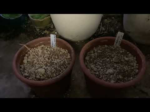 グラジオラスを植える：いつ、どのように行うか？全てをお伝えします！  庭園