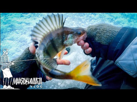 PELKKÄÄ PILKKIMISTÄ & KALAN SAAMISTA