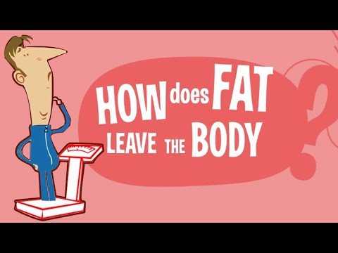 How Does Fat Actually Leave the Body? Where does the fat GO?