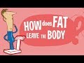 How Does Fat Actually Leave The Body Where Does The Fat GO