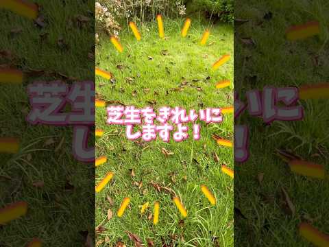 厚くて緑の芝生を育てるにはどうすればよいでしょうか？経験豊富な庭師が知っている5つの良いアクション!  庭園