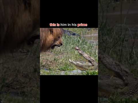 the last moment of the king👑 #scarface #lion #wildlife #trendingshorts