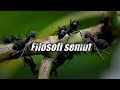 Filosofi Semut Motivasi Hidup Untuk Kita Sebagai Manusia