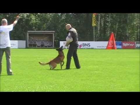 Vinner Norwegian Master 2012 IPO 3