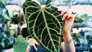 ANTHURIUMS GALORE! | Featuring this stunning rare Anthurium