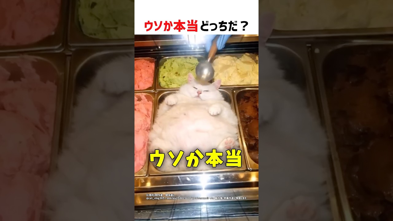 【何問正解できる？】ウソか本当どっちだ！？ part73 #クイズ #ショート #shorts #猫 #かわいい #cat