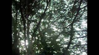 Capuccino - O Céu Abaixo do Inferno