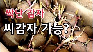 감자재배법/ 씨감자 준비하기 / 싹난 묵은감자도 가능할까?