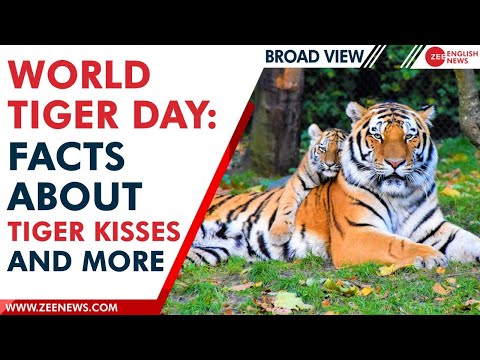 International Tiger Day 2022: The apex predator needs your attention