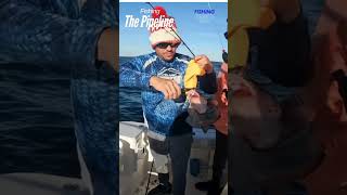 Fishing the  Pipeline #fishing #fishingvideos #pipelinefishing#videosdepesca# #floridasportfishing
