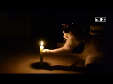 Life is Better with Friends - Historia e adoptuesve te dy kafsheve te braktisura dhe te semura