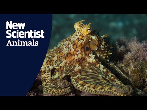 Watch octopuses and fish hunt as a team to catch more prey