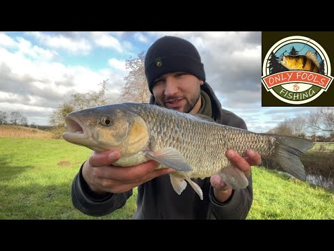 CHUB CANNOT RESIST CHEESE PASTE