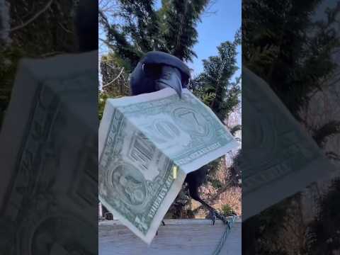 how to befriend a crow: day 164