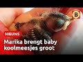 Ineens is Marika moeder van zeven verlaten koolmeesjes | Omroep Brabant
