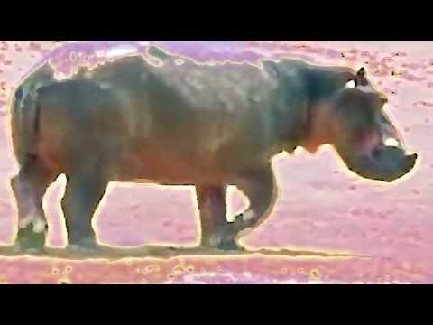 Perek Shirah - Nature's Song - Beast of Burden Scene