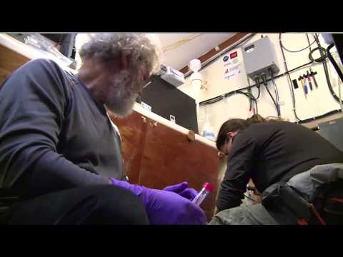 Interview d'Eric Karsenti (chef scientifique) - Expédition Tara Oceans Polar Circle - 22 oct 2013